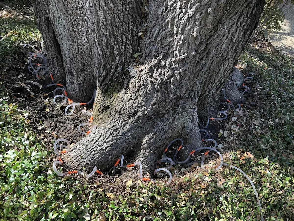 Detailed Tree Cabling and Bracing job site in La Push